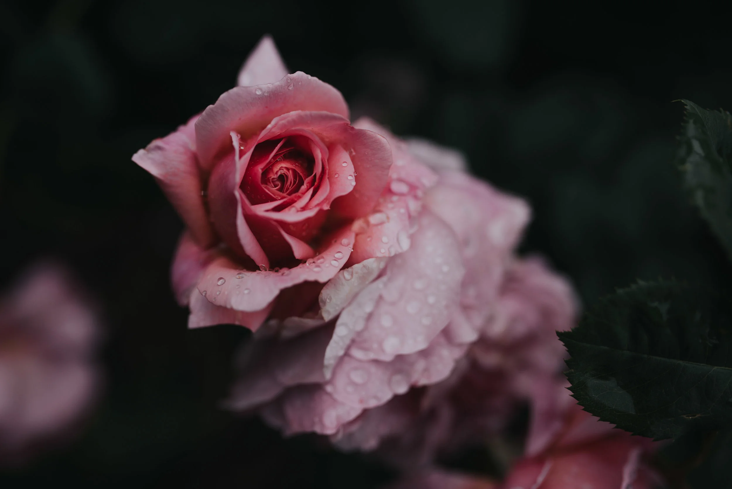 DSC_5040.jpg