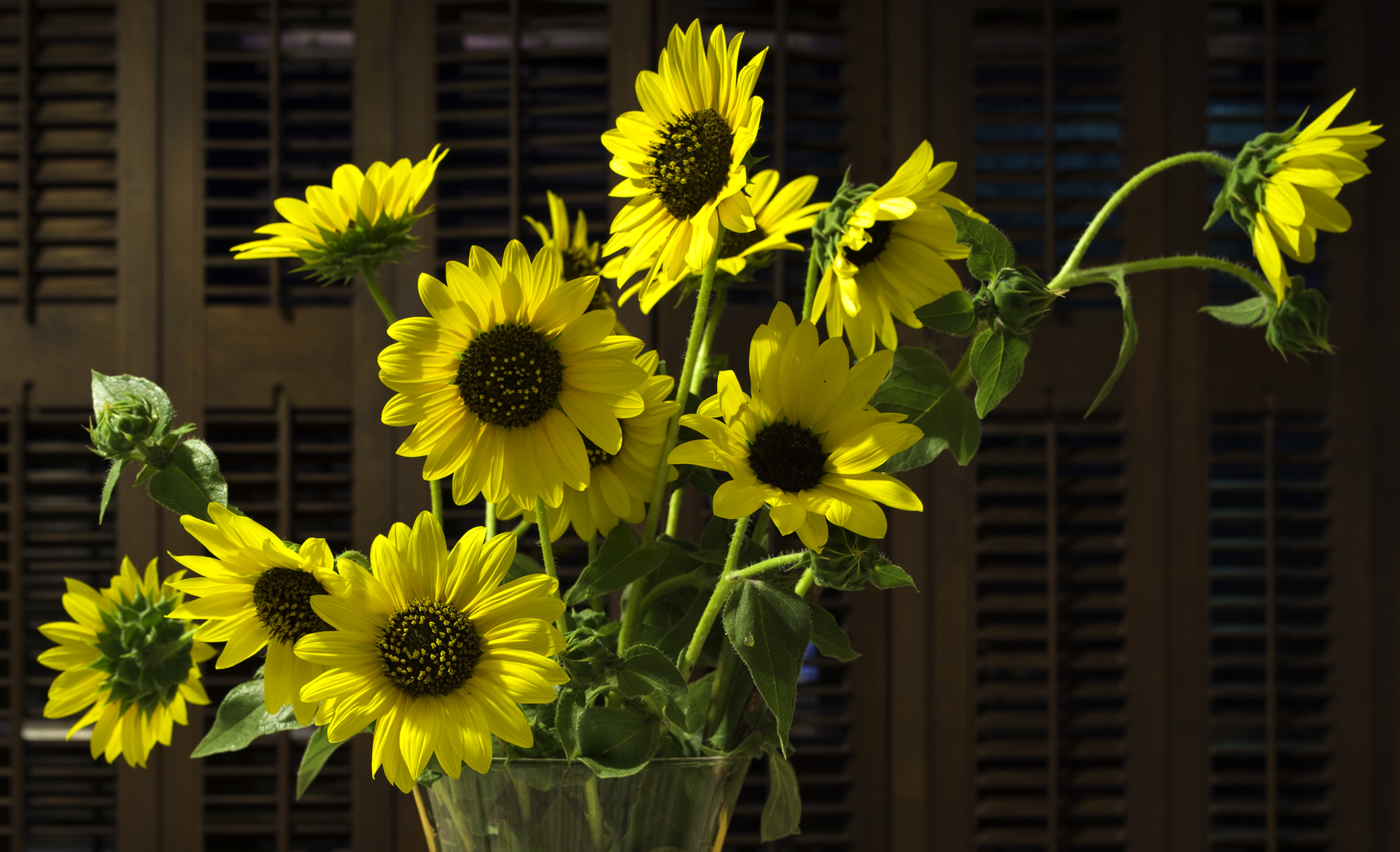 Robyn's Sunflowers.jpg