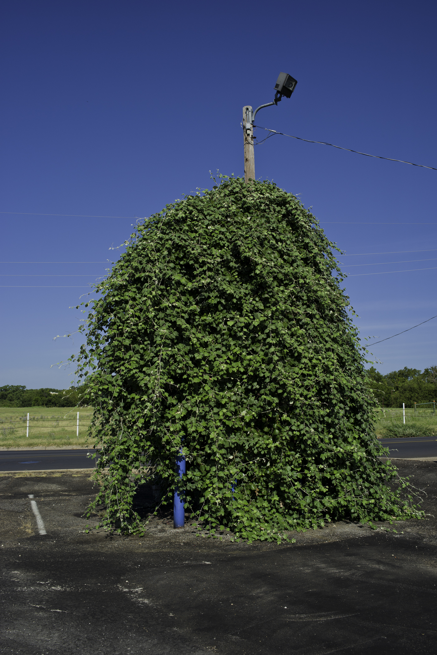 Nick's Tree.jpg