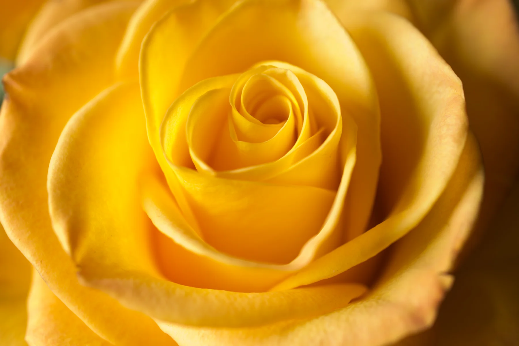 Anniversary Rose.jpg