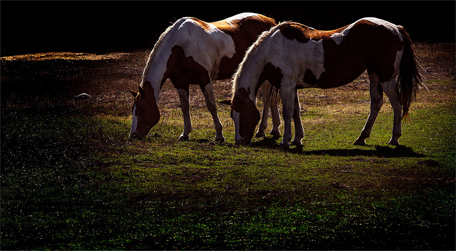 Horse Ranch, Point Lobos