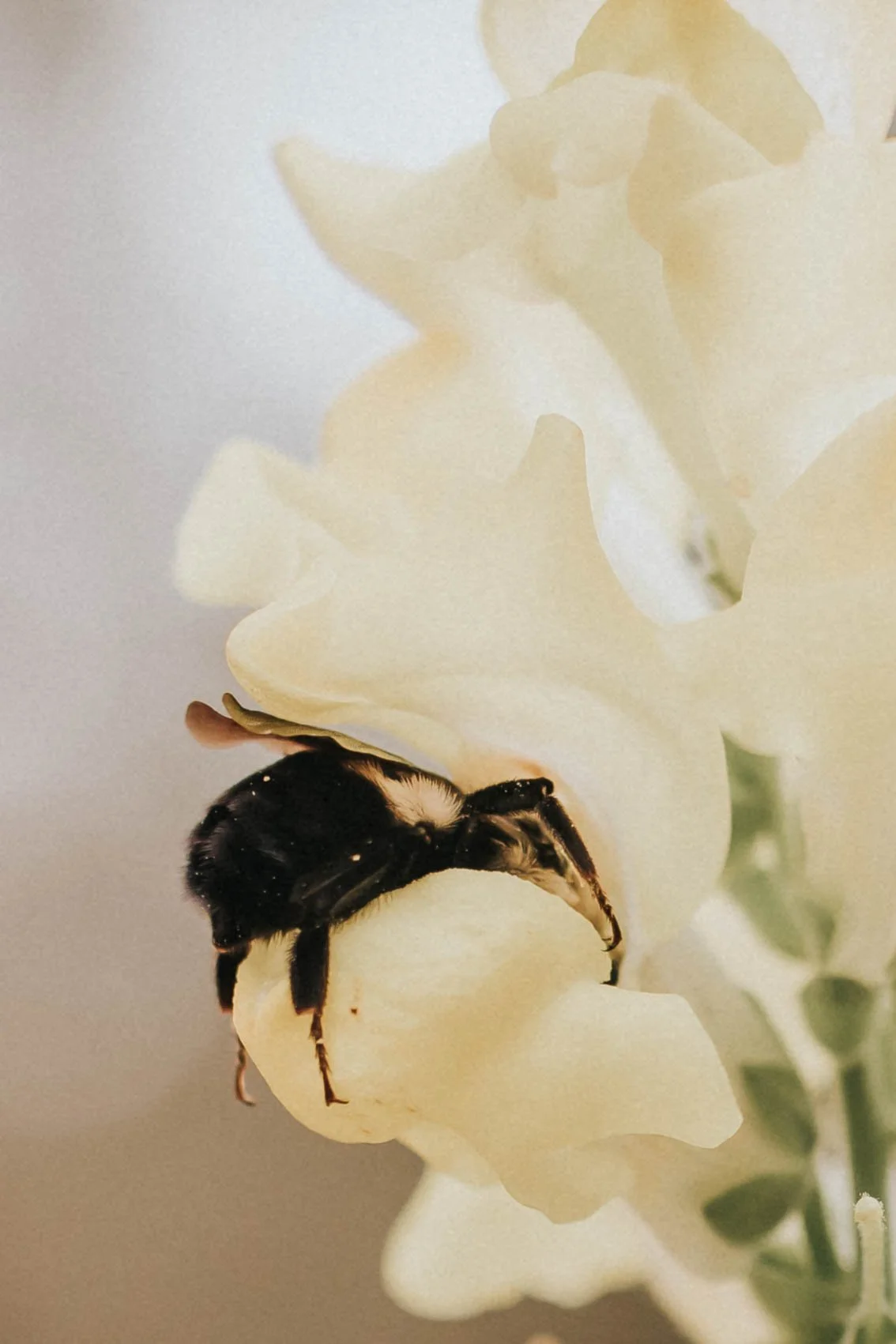 Winter in The Ravines