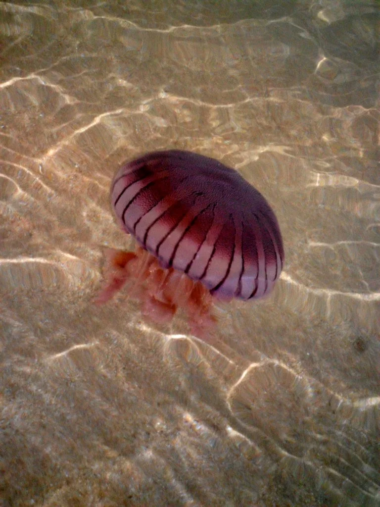 Jellyfish in Knysna