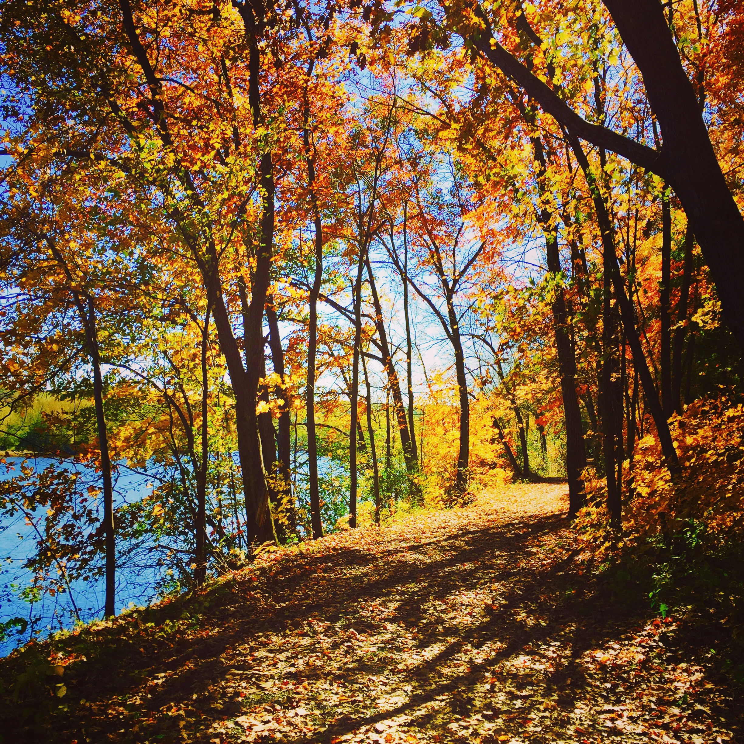 Autumn colors in William O'Brien State Park, Minnesota