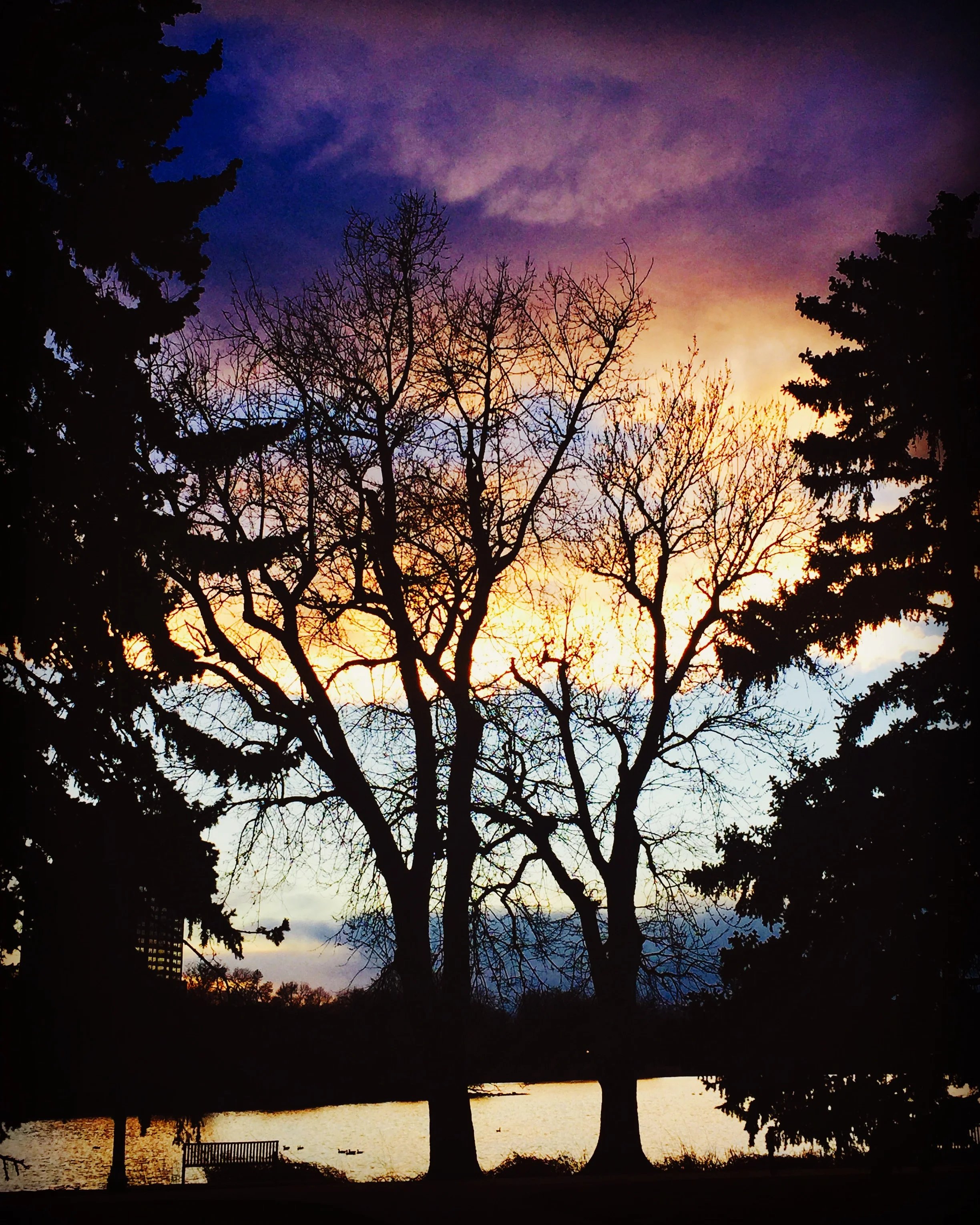 Tree silhouettes over City Park lake, Denver