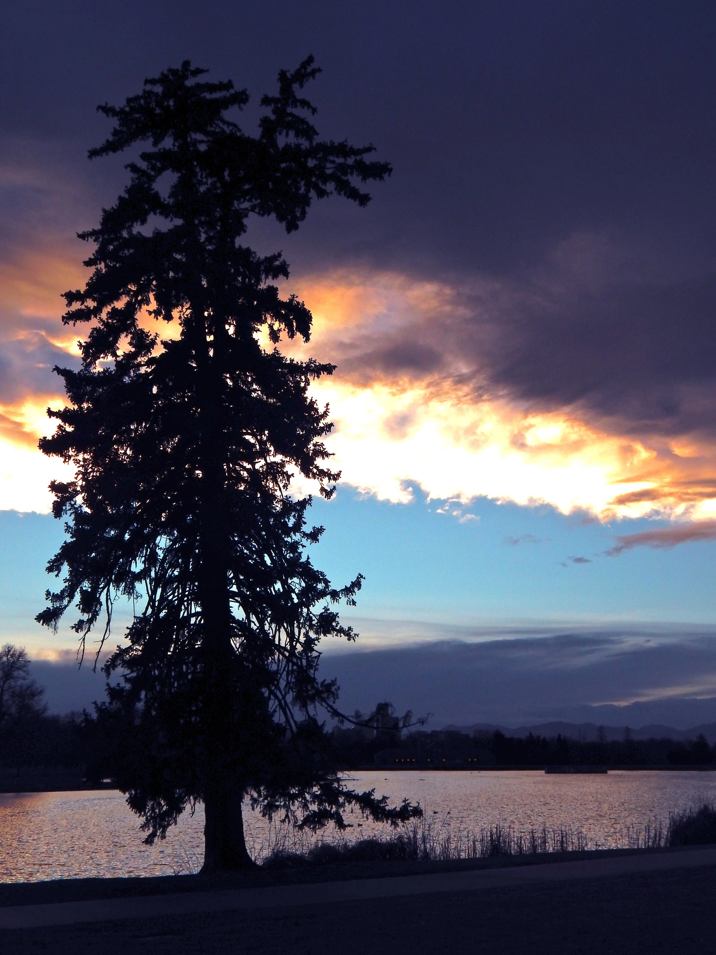 Evergreen silhouette over City Park lake