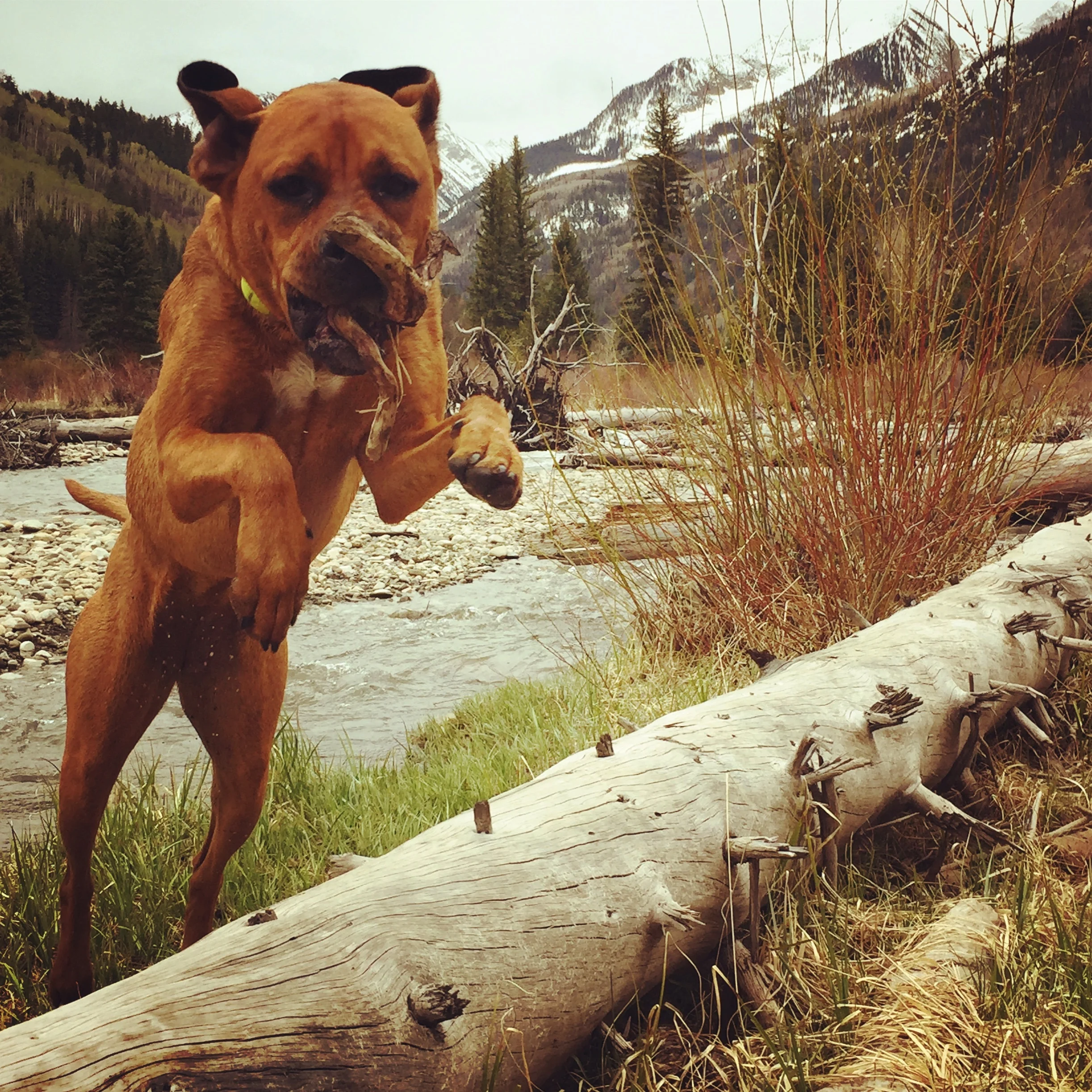 Log jumping in Redstone, Colorado