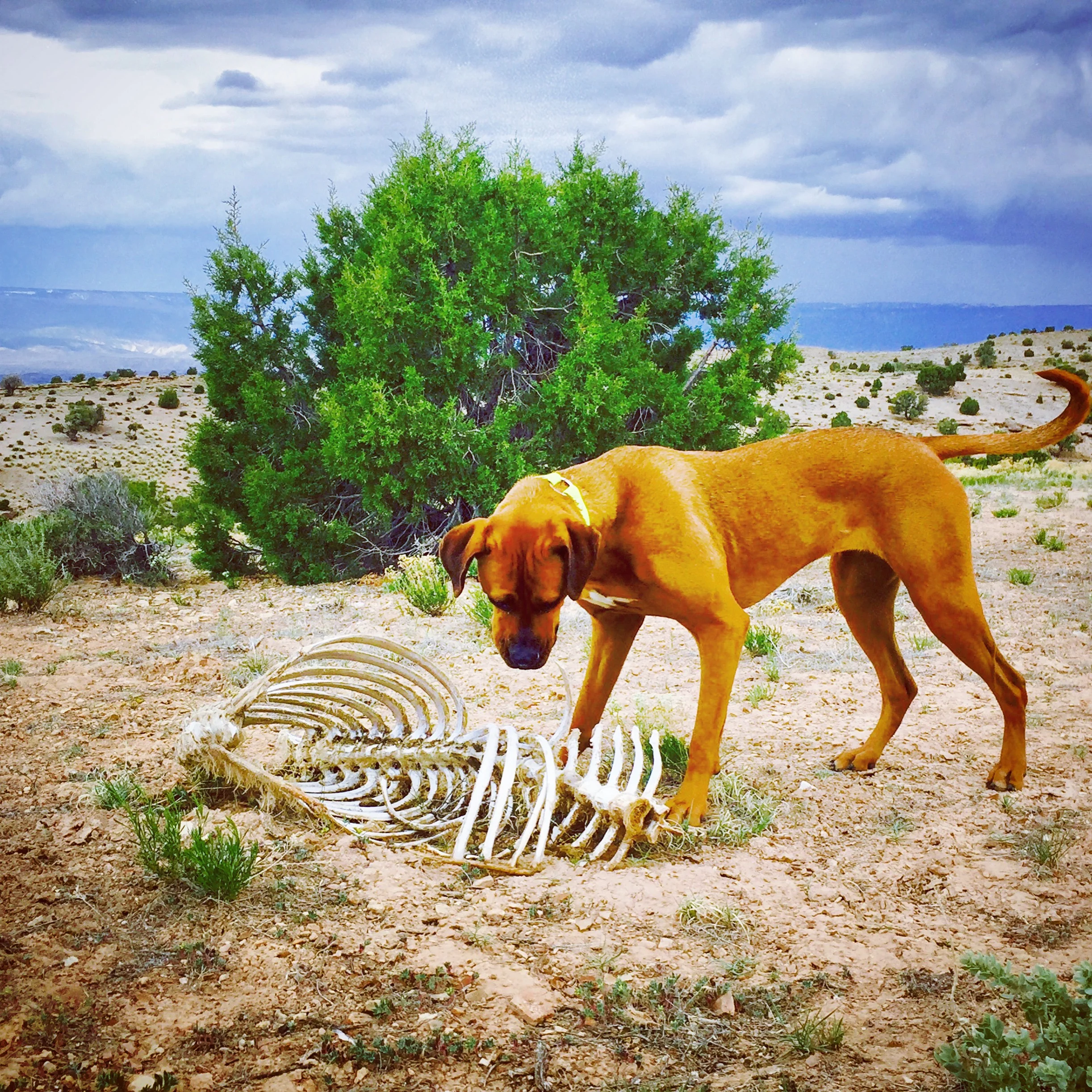 Bone discoveries at Gunnison Gorge