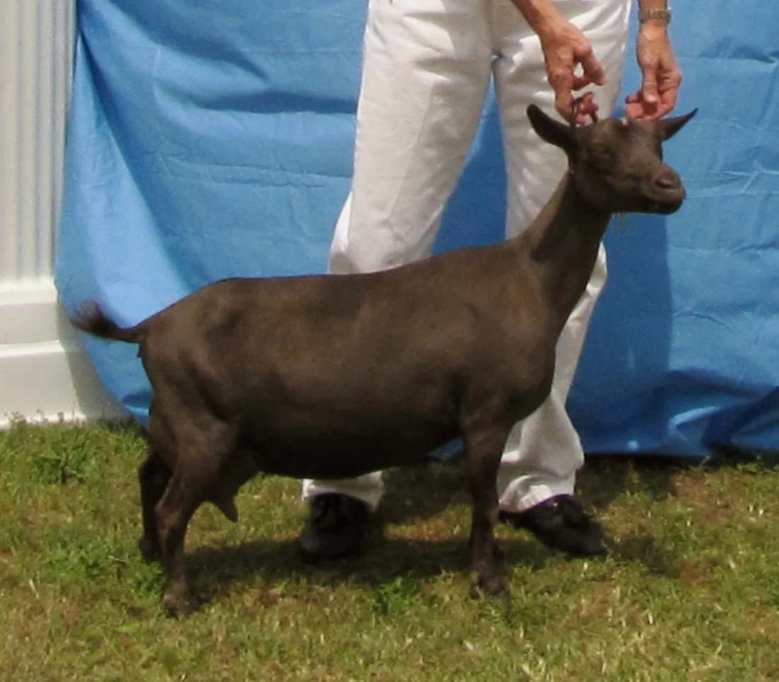 dory 2012 spindale.JPG