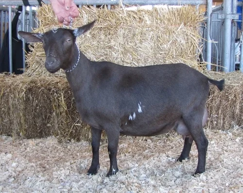 Reserve Champion Senior doe at the South Carolina State Fair 10/19/2104 as a First Freshener.
