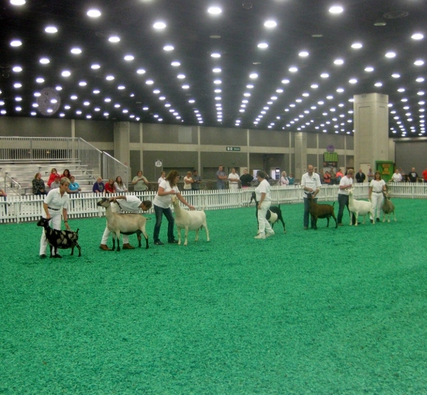SGCH Cedar View Isabella 4*M is on the far left in the show ring with all breeds when she was chosen Supreme Udder in Show Sunday night.