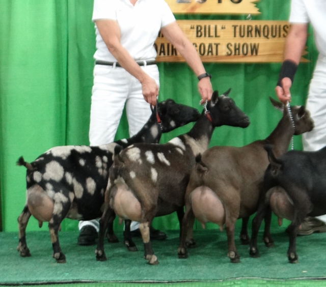 First Place Senior Get of Sire (Three does on left: Isabella, Heleena, and Gabriella - daughters of Little Tots Estate Bambino *+B)