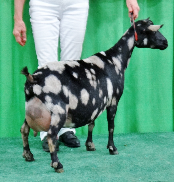 SGCH Cedar View Isabella 4*Mwon Senior Grand and Best Udder in the AOP Class and Supreme Udder in Show over all breeds.
