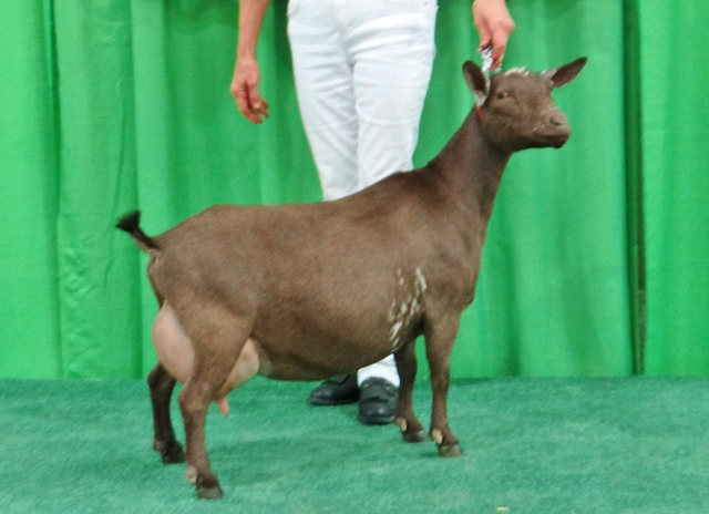 SGCH Cedar View Gariella won Senior Reserve Grand and 2nd Best Udder in the AOP Class.