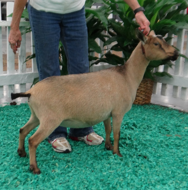Cedar View Hacienda won Junior Grand in the AOP Class.
