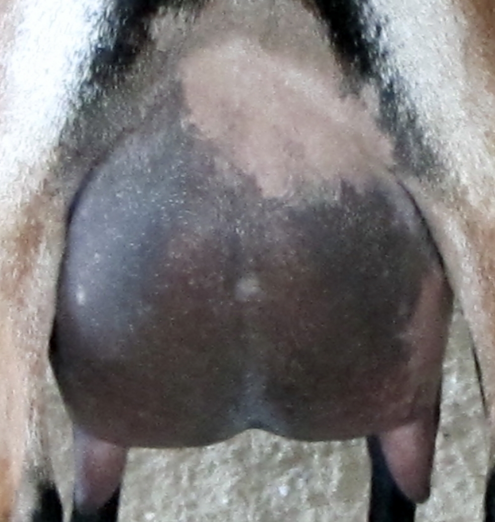 Udder photo made 8/3/2014