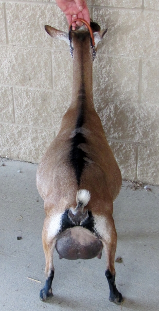 Fortunata as a second freshener in August 2014