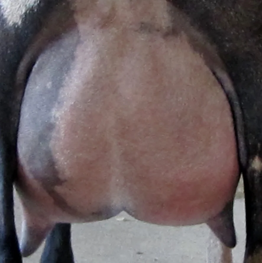 Udder photo made 8/3/2014