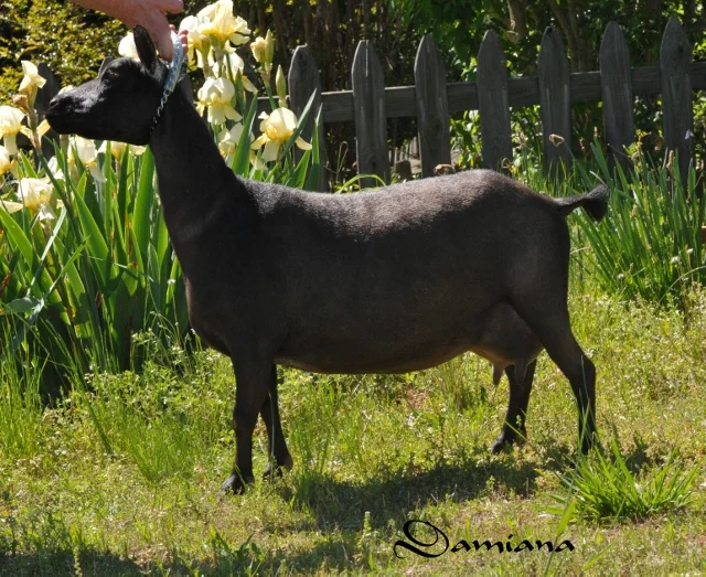 Damiana at the Carrollton, GA Show April 2014 2014 and 2015 ANDDA Bronze Juju award for Milk Production