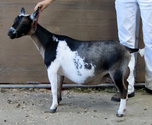 Grand Champion Junior Doe at the Sevier Co. Fair, 9/6/13 Grand Champion Senior Doe and Best of Breed at the GA National Show 10/7/2014 Grand Champion Senior Doe and best udder at the MS State Fair 10/11/2014 and a finished champion after only 2 show…