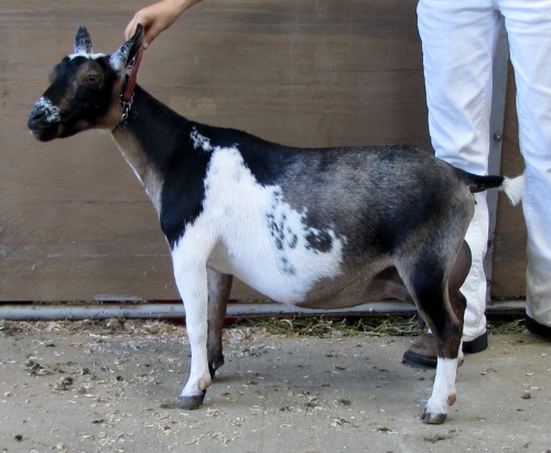 Grand Champion Junior Doe at the Sevier Co. Fair, 9/6/13 Grand Champion Senior Doe and Best of Breed at the GA National Show 10/7/2014 Grand Champion Senior Doe and best udder at the MS State Fair 10/11/2014 and a finished champion after only 2 shows as a senior doe. 2016 LA VVEE 90 2015 and 2016 Silver JuJu Award from ANDDA for milk production 2017 ANDDA Bronze Award (146 days in milk) 2016 ANDDA Total Performer Award