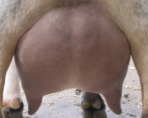 photo made 10/11/2014 - first freshener udder