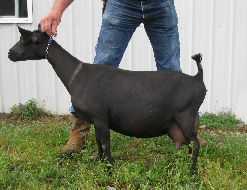 2ND PLACE SENIOR YEARLING AT THE 2014 ADGA NATIONAL SHOW Reserve Grand Junior doe in ring 1 at the Lebanon, TN show 5/4/2013. Grand Champion Junior Doe at the Grinder's Switch Classic June 23, 2013. Grand Champion Senior Doe at the Smokey Mt. Dairy Goat Association show May 23, 2015 in both rings. She is now a finished champion at her first show as a senior doe. 2nd place in Champion Challenge Class at the TVA&I Fair 9/17/2016 2015 and 2016 ANDDA Silver JUJU Award for Milk Production 2016 ANDDA Total Performer 2017 ANDDA Silver Juju award 3rd in her class of 3 year old does and 2nd best udder in class at the 2016 NAILE. Also part of the Best 3 Senior Does along with Isabella and Gabriella.