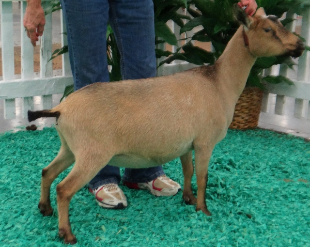 AOP Grand Champion Junior Doe at the November 2016 NAILE (junior photo made at NAILE) Reserve Grand Junior Doe at the McCracken Co. Fair, Paducah, KY 6/26/2016