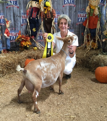 Reserve Grand Champion Junior Doe on May 31, 2014 at the SMDGA show in Knoxville, TN Grand Champion Junior Doe at the MS State Fair 10/12/2014 (Leg #1) Reserve Grand Senior Doe at the McCracken Co. Fair, Paducah, KY 6/25/2016 (ring 2) Reserve Grand Senior Doe at the TVA&I Fair 9/17/2017 - But she won an unrestricted leg because she was reserve behind a finished champion doe CH Buttin'Heads Bolivian Tipoli (Leg #2) 2015 Bronze JuJu award from ANDDA 2016 Silver JuJu Award from ANDDA 2017 Silver JuJu Award from ANDDA