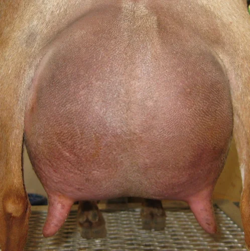 2nd freshening udder 5/2016
