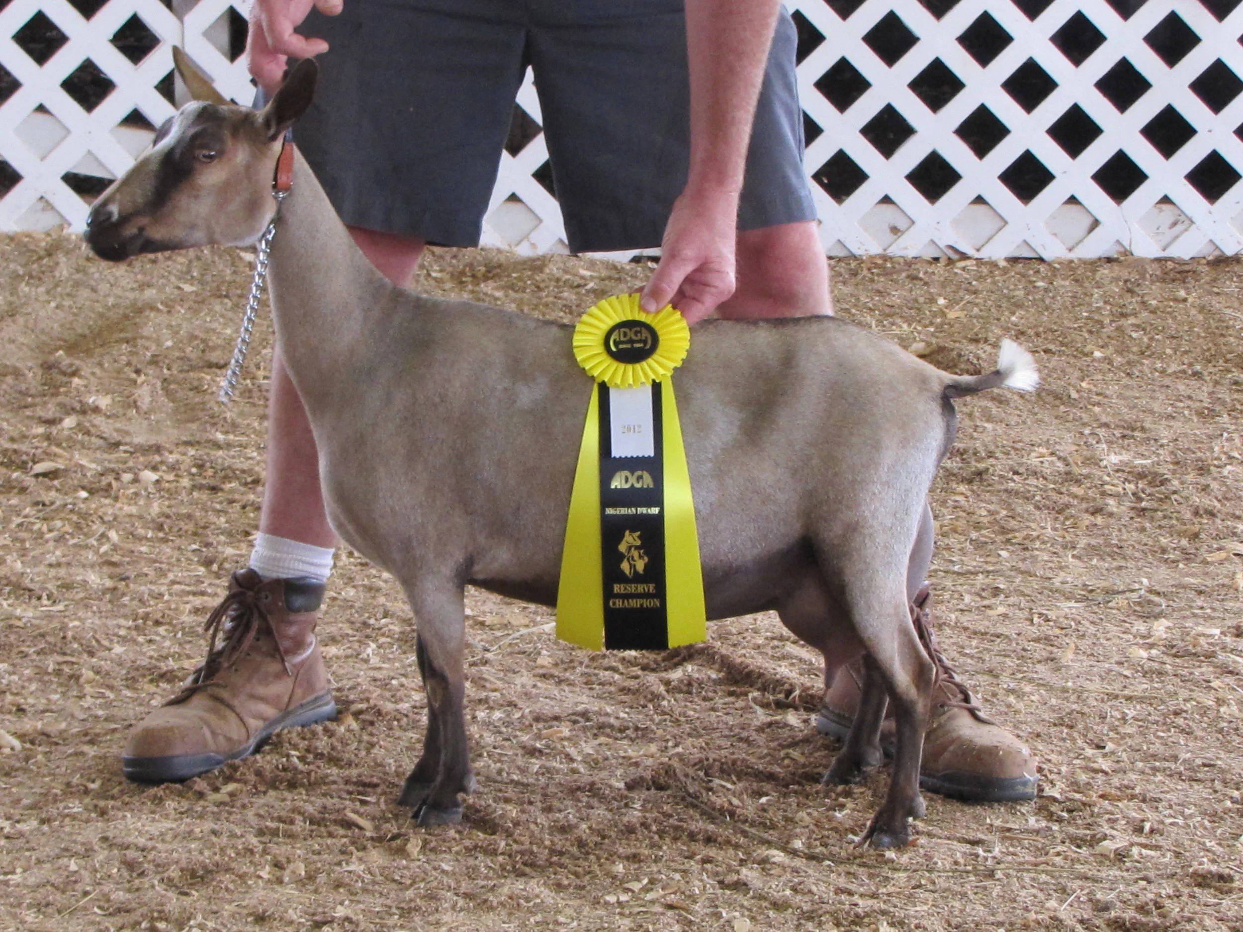 Dinah Belle 2012.JPG