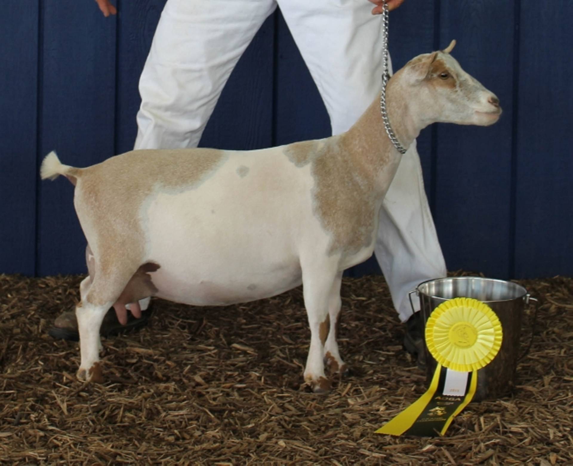 Grevillea's first freshening was 11/5/2014. This photo was made 9/13/2015 at the TN State Fair. 2015 and 2016 ANDDA Gold JuJu Award for milk production, 2017 Bronze Award (197 DIM)