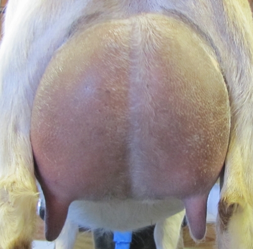 This 12 hour udder photo was made prior to her first monthly milk test on 11/25/2014.