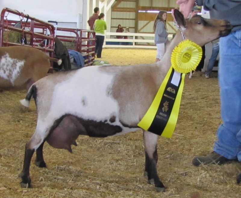 Photo made at the 2013 Music City Classic (ring 2) where Inula was named Grand Champion Senior Doe.2013 Platinum JuJu Award from ANDDA 2015 Platinum JuJu Award from ANDDA2016 ANDDA Silver JuJu Award and ANDDA Total Performer