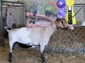 Photo made at the 2012 North Carolina State Fair where Inula was named Grand Champion Senior Doe.