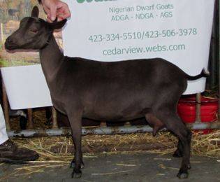 photo made at the West Virginia State Fair August 2012. First place and best udder under 2 yr. old senior doe at the NC Mt. State Fair Sept. 10, 2012