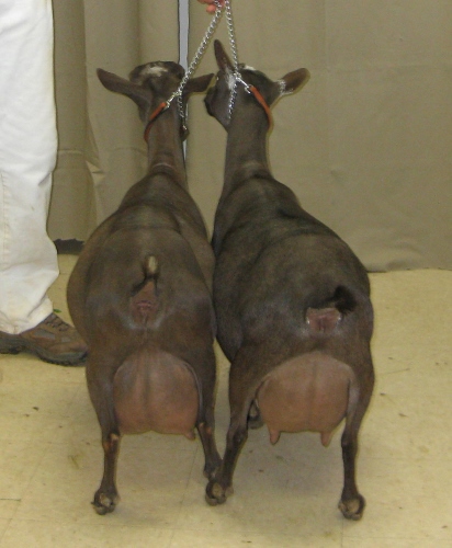First place dam and daughter in all breeds, Delmina and daughter Gabriellaat a Georgia show May 2015.