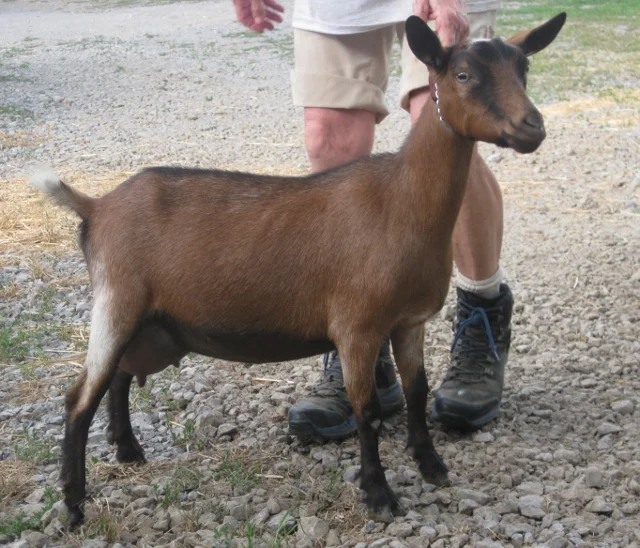 Fiorina made SG and the ADGA Elite doe list at the 97th percentile as a First Freshener in December 2016. She is still on the ADGA Elite doe list for Summer 2018 at the 98th percentile. August 2019: 99th percentile on the Elite doe list.