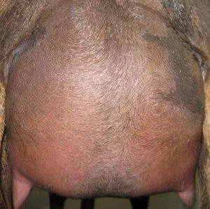 First freshening 12 hour udder photo made 6/18/2016