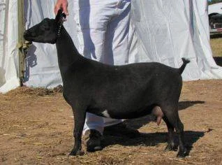 October 20132013 Silver JuJu Award from ANDDA 2014 Silver JUJU Award from ANDDA  Dam of: GCH Cedar View Beyonce 3*M, Cedar View Belladonna 3*M, and Cedar View Dahlia 3*M