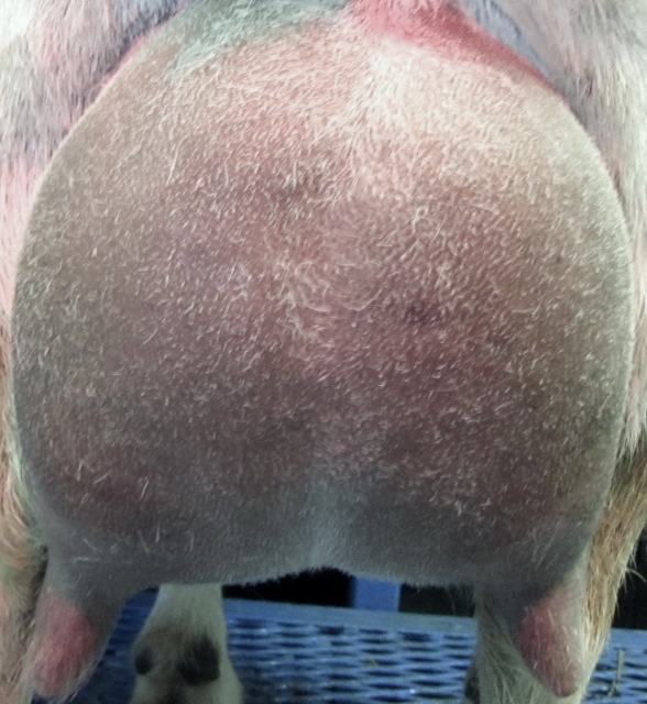 udder photo made 12/25/2014