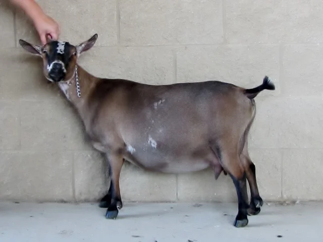 Daphne 2014.jpg