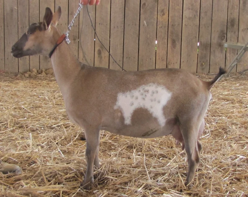 photo made June 2013First Freshener