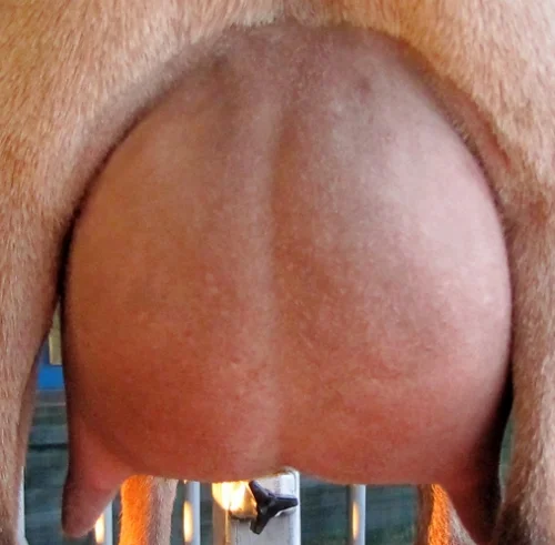 first freshening udder photo made 10/19/2014