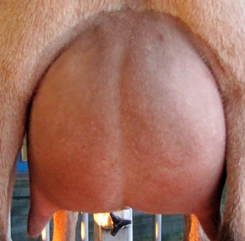 first freshening udder photo made 10/19/2014