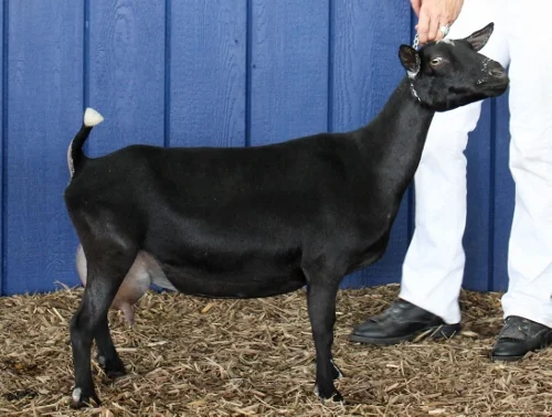 Belladonna at TN State Fair (500x378).jpg