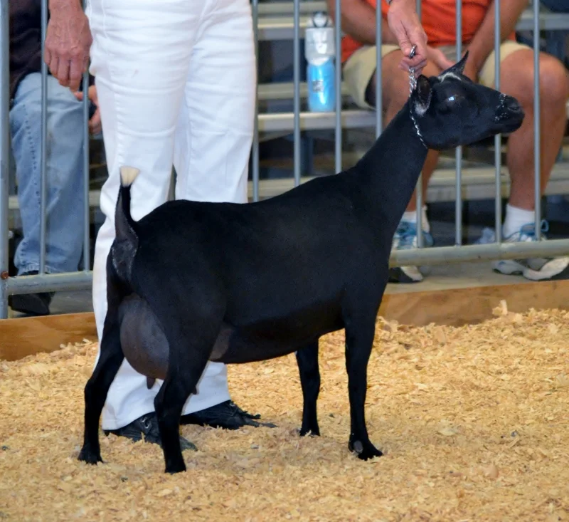 Belladonna at the 2014 GA National Show