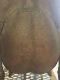 Belladonna's 12 hour udder photo made prior to the second milking at the May 2016 milk test. She had 7.6# for this test.