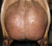 12 hour udder photo 7/24/2016