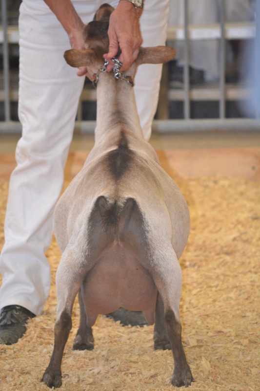Kachy at the 2014 GA National show